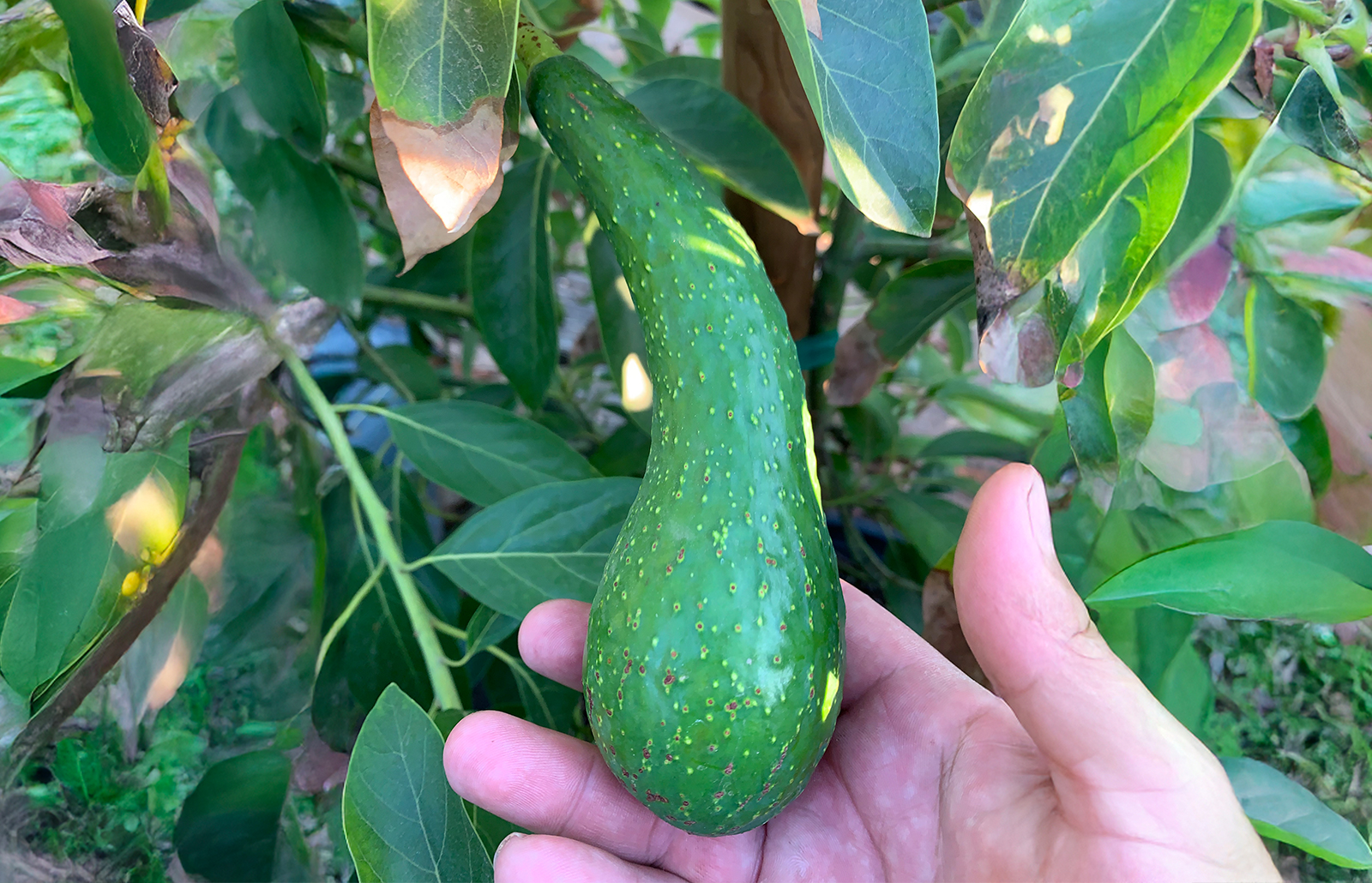 Don Gillogly Avocado