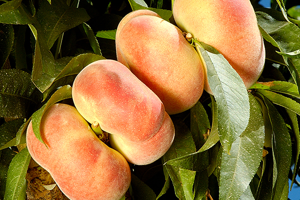 Donut (Stark Saturn) Peach