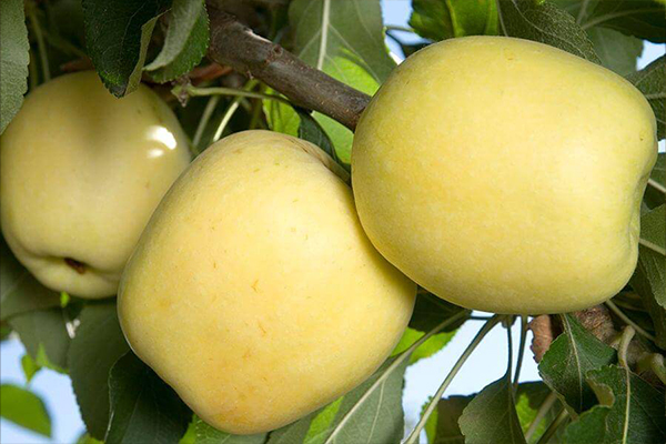 Dorsett Golden Apple Trees