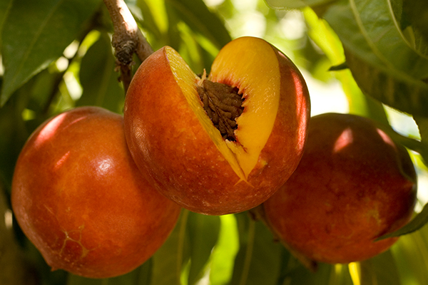 Double Delight Nectarine