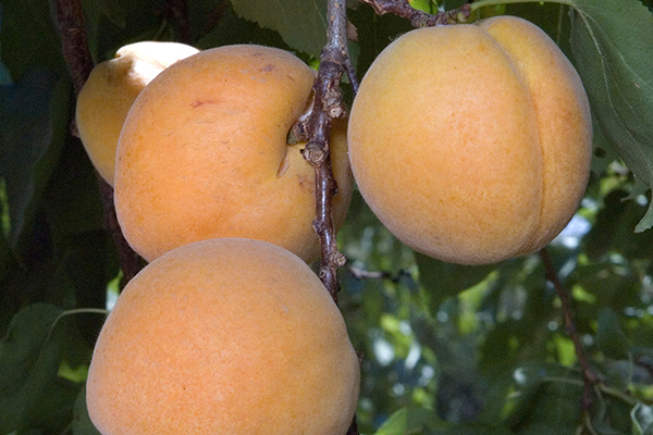Earli Autumn Apricot