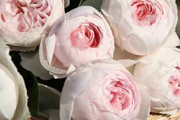 Earth Angel Floribunda Rose