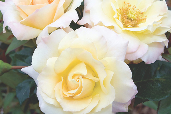 Easter Basket Floribunda Rose