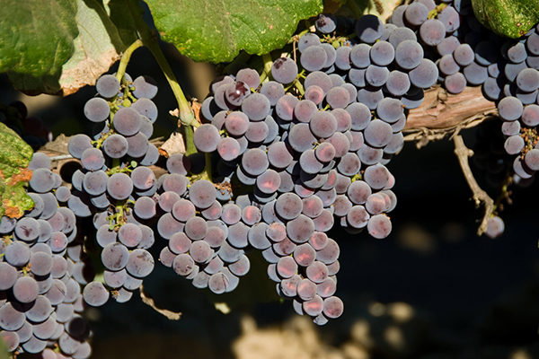 Eastern Concord Seedless Grape