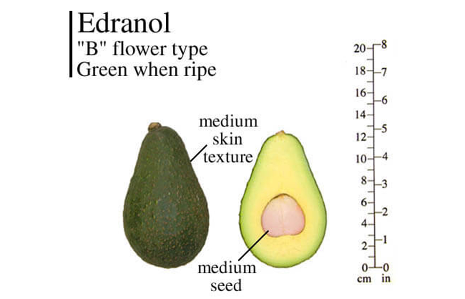 Edranol Avocado