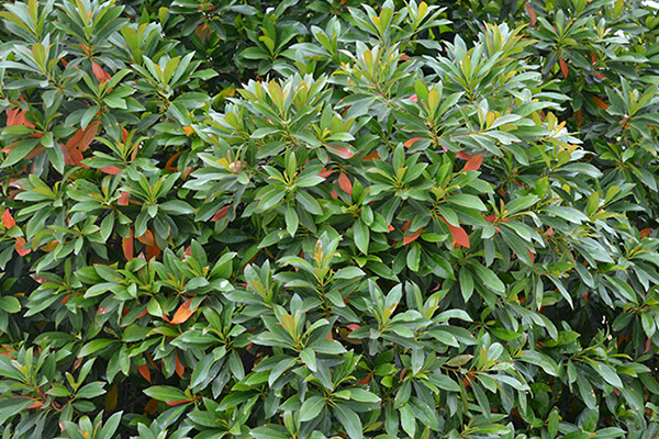 Japanese Blueberry Tree