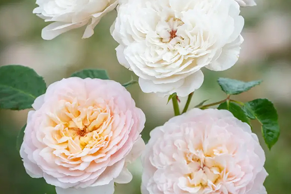 Emily Bronte English Rose