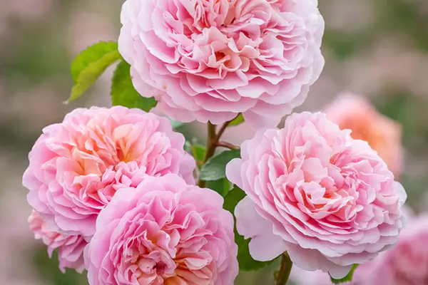 Eustacia Vye English Rose