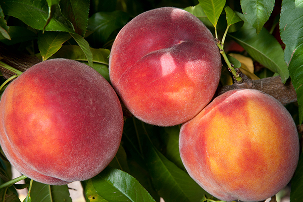 Evas Pride Peach