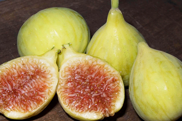 Excel Fig
