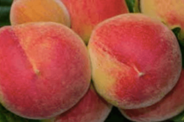 Feicheng Tao Peach