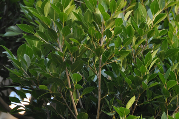 Indian Laurel Fig