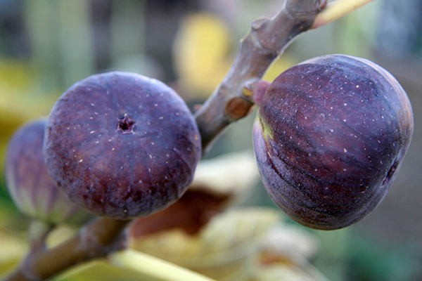 Fig Trees