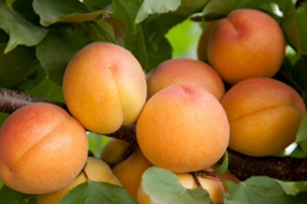 Flavor Delight Aprium®