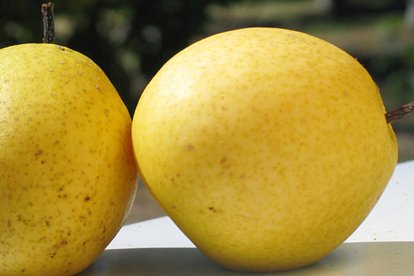 Flordahome Pear Tree