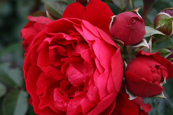 Florentina Arborose®