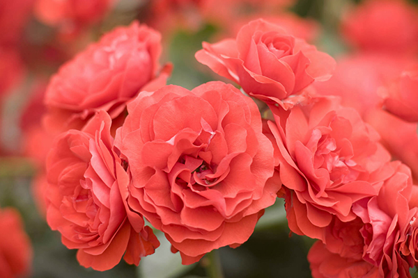 Floribunda Roses