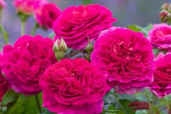 Gabriel Oak English Rose