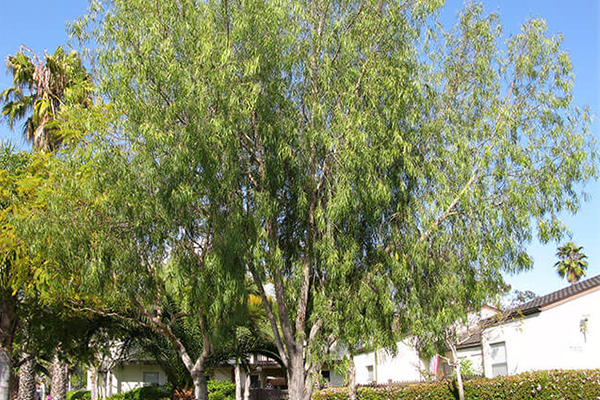Australian Willow