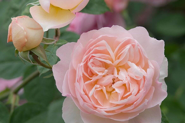 Gentle Hermione English Rose