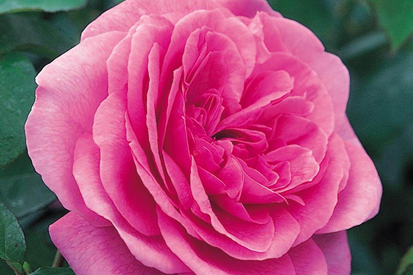 Gertrude Jekyll English Rose