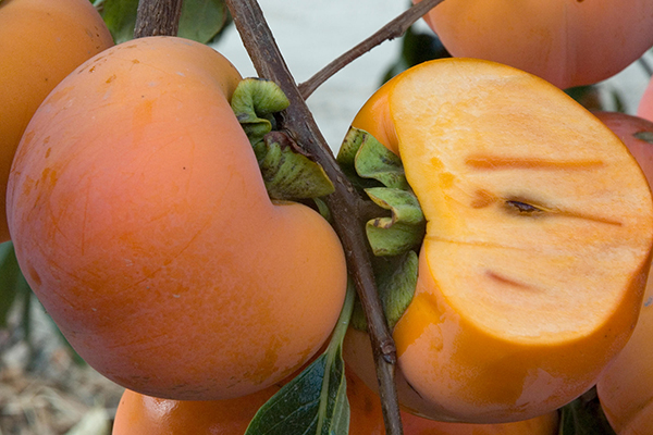 Giant Fuyu Persimmon Tree