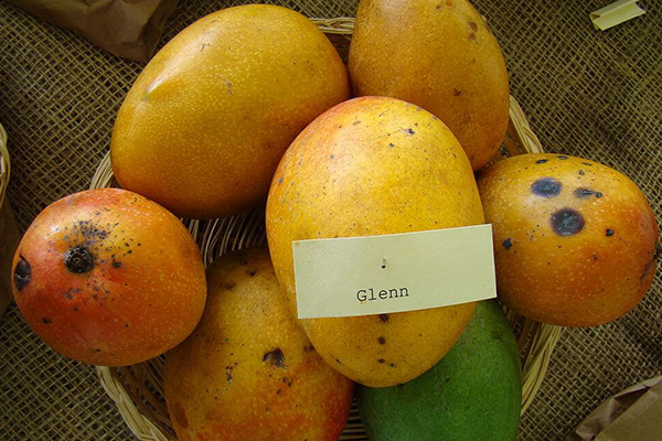 Glenn Mango