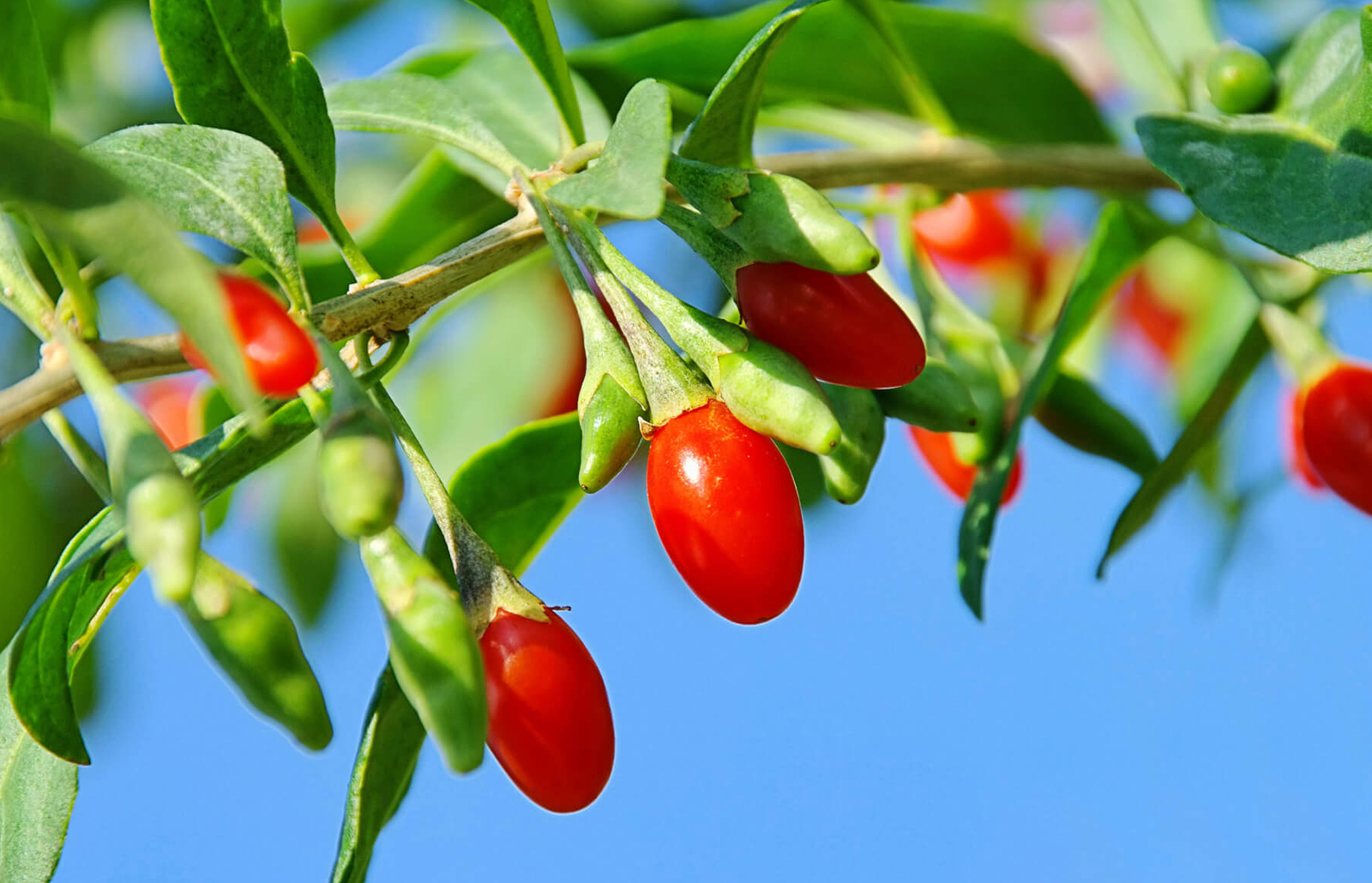 Goji Berry Goji Berry