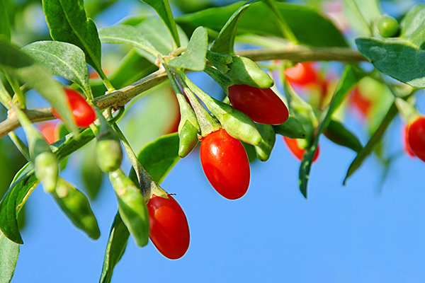 Goji Berry