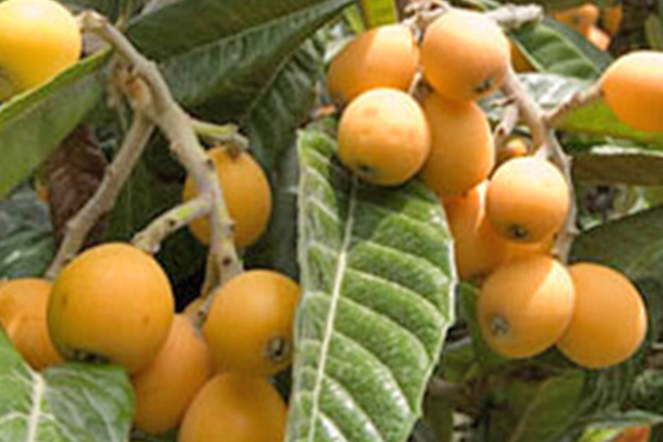 Gold Nugget Loquat