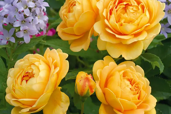 Golden Celebration English Rose