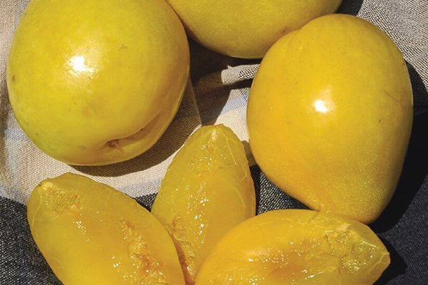 Golden Nectar Plum