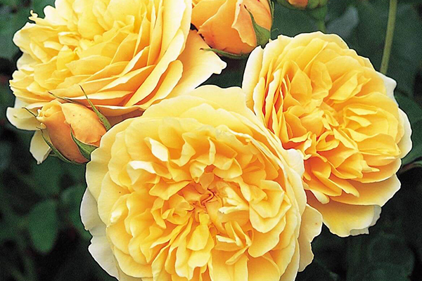 Graham Thomas English Rose