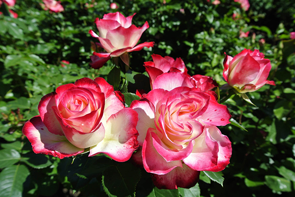 Grandiflora Roses