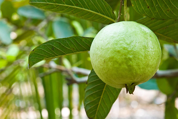 Guava Trees