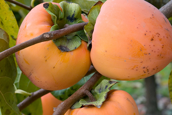 Hachiya Persimmon Tree