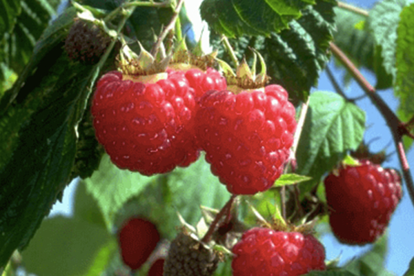 Heritage Red Raspberry