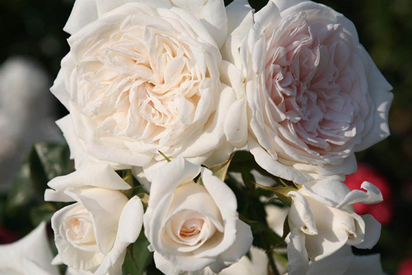 Honeymoon™ Arborose®