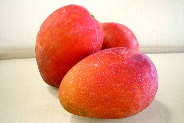 Irwin Mango
