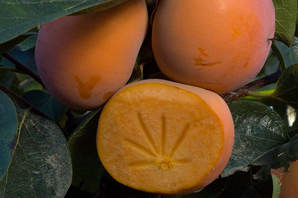 Izu Persimmon Tree