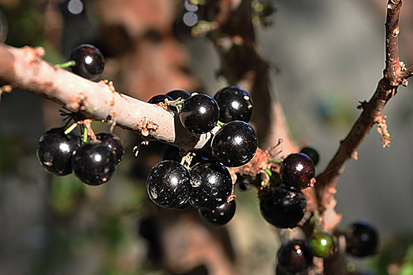 Jabuticaba Trees