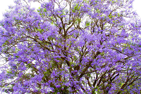 Jacaranda