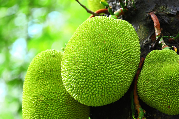 Jackfruit Trees