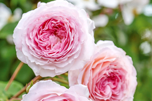 James Galway English Rose