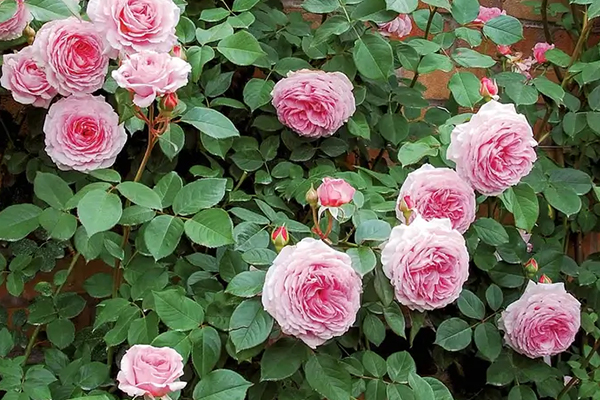 James Galway English Rose