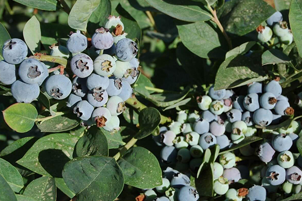 Jubilee Blueberry