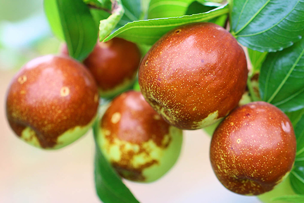 Jujube Trees