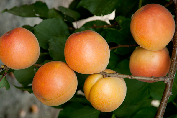 Katy Apricot