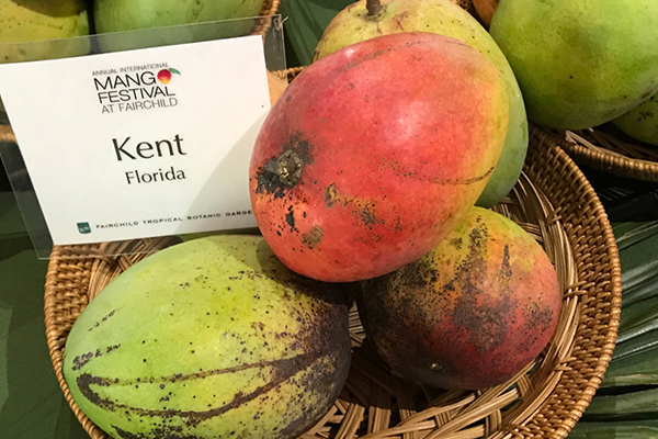 Kent Mango