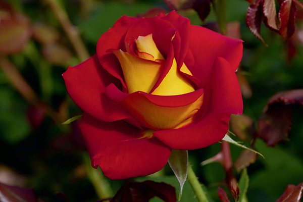 Ketchup and Mustard Rose